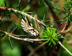 Attēlu rezultāti vaicājumam “Euphydrias aurinia”