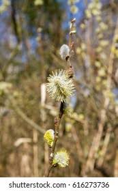Attēlu rezultāti vaicājumam “Salix cinerea male flower”