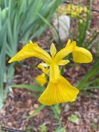 Attēlu rezultāti vaicājumam “Iris pseudacorus flower”