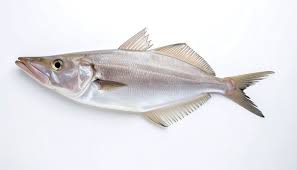 Image result for Merluccius merluccius