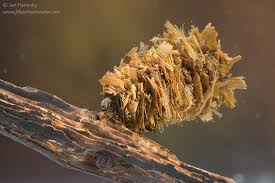 Attēlu rezultāti vaicājumam “Limnephilus larva”