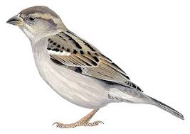 Image result for Passer domesticus