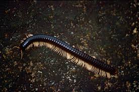 Attēlu rezultāti vaicājumam “Diplopoda”