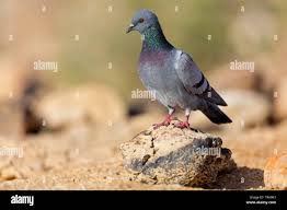 Attēlu rezultāti vaicājumam “Columba livia f. domestica”