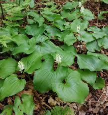 Attēlu rezultāti vaicājumam “Maianthemum bifolium leaf”