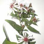 Attēlu rezultāti vaicājumam “Symphyotrichum x salignum flower”