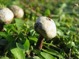 Attēlu rezultāti vaicājumam “Tulostoma fimbriatum”