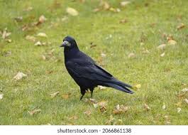 Attēlu rezultāti vaicājumam “Corvidae”