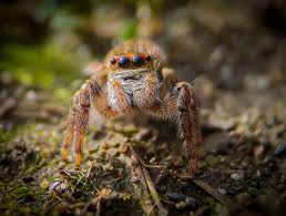 Attēlu rezultāti vaicājumam “Xanthogramma sp. male”