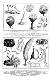 Attēlu rezultāti vaicājumam “Cribraria piriformis”