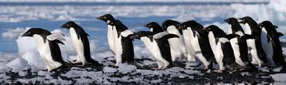 Image result for penguin