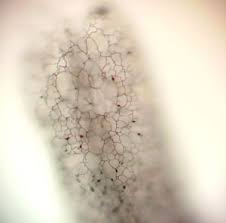 Attēlu rezultāti vaicājumam “Stemonitopsis subcaespitosa”