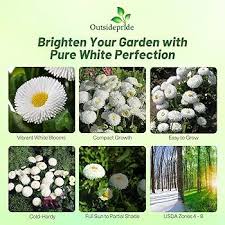 Attēlu rezultāti vaicājumam “Bellis perennis bud”