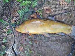 Image result for Tinca tinca