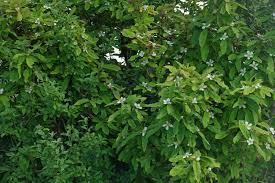 Attēlu rezultāti vaicājumam “Mespilus germanica leaf”