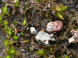 Attēlu rezultāti vaicājumam “Bembidion quadrimaculatum”