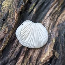 Attēlu rezultāti vaicājumam “Physarum viride var. aurantium stalked”