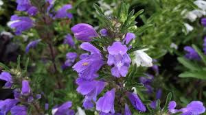 Attēlu rezultāti vaicājumam “Dracocephalum ruyschiana fruit”