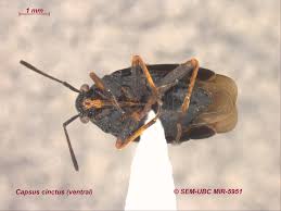 Attēlu rezultāti vaicājumam “Capsus ater”