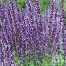 Attēlu rezultāti vaicājumam “Salvia pratensis”