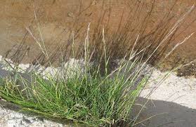 Attēlu rezultāti vaicājumam “Festuca rubra subsp. rubra”