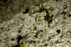 Attēlu rezultāti vaicājumam “Lecanactis abietina”