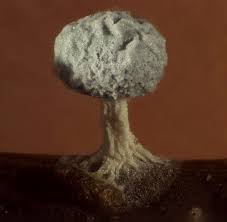 Attēlu rezultāti vaicājumam “Didymium annulisporum”