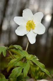 Image result for Buschwindröschen