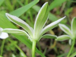 Attēlu rezultāti vaicājumam “Ornithogalum umbellatum”