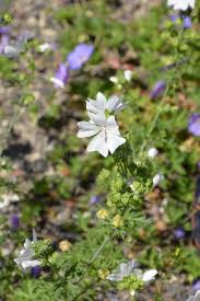 Image result for Malva moschata alba