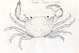 Image result for Carcinus maenas