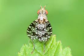 Attēlu rezultāti vaicājumam “Trypetoptera punctulata”