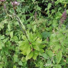 Attēlu rezultāti vaicājumam “Lilium martagon leaf”