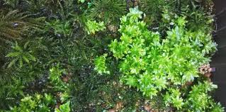 Attēlu rezultāti vaicājumam “Rhodobryum roseum”