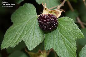 Attēlu rezultāti vaicājumam “Rubus nessensis fruit”
