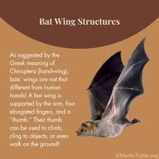 Attēlu rezultāti vaicājumam “Chiroptera”