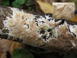 Attēlu rezultāti vaicājumam “Porotheleum fimbriatum”