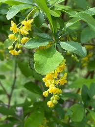 Attēlu rezultāti vaicājumam “Berberis vulgaris flower”