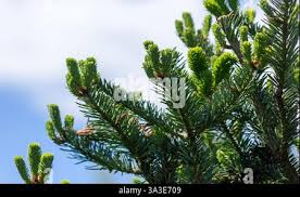 Attēlu rezultāti vaicājumam “Abies sibirica”