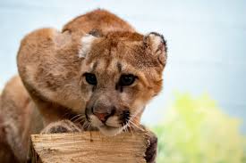 Image result for Ut Cougars