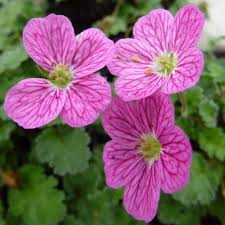 Attēlu rezultāti vaicājumam “Enteridium variabile”