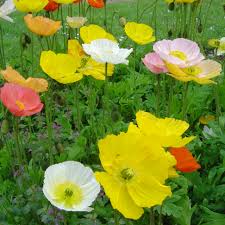 Image result for Papaver nudicaule