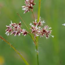 Attēlu rezultāti vaicājumam “Luzula luzuloides fruit”