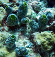 Attēlu rezultāti vaicājumam “Colloderma robustum macro”