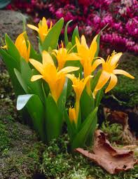 Attēlu rezultāti vaicājumam “Colchicum luteum”