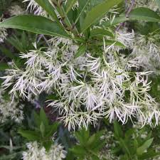 Attēlu rezultāti vaicājumam “Chionanthus virginicus”