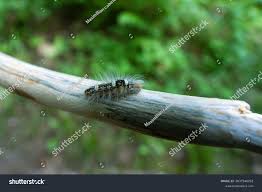 Attēlu rezultāti vaicājumam “Moma alpium”