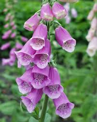 Image result for Fingerhut rot