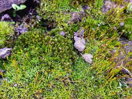 Attēlu rezultāti vaicājumam “Tortula lingulata macro”