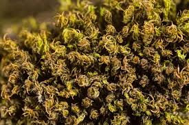 Attēlu rezultāti vaicājumam “Barbula unguiculata macro”